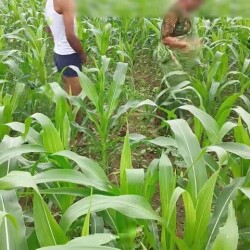 jeth-ji-ne-khet-me-kam-karte-hue-choda-2