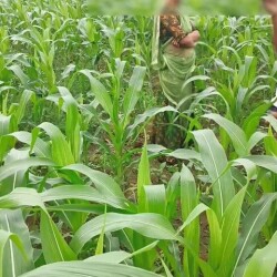 jeth-ji-ne-khet-me-kam-karte-hue-choda-3